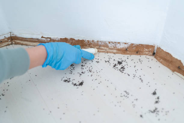 Best Cockroach Control Services  in Grand Marais, MN