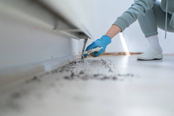 Best Flea Control Services  in Grand Marais, MN